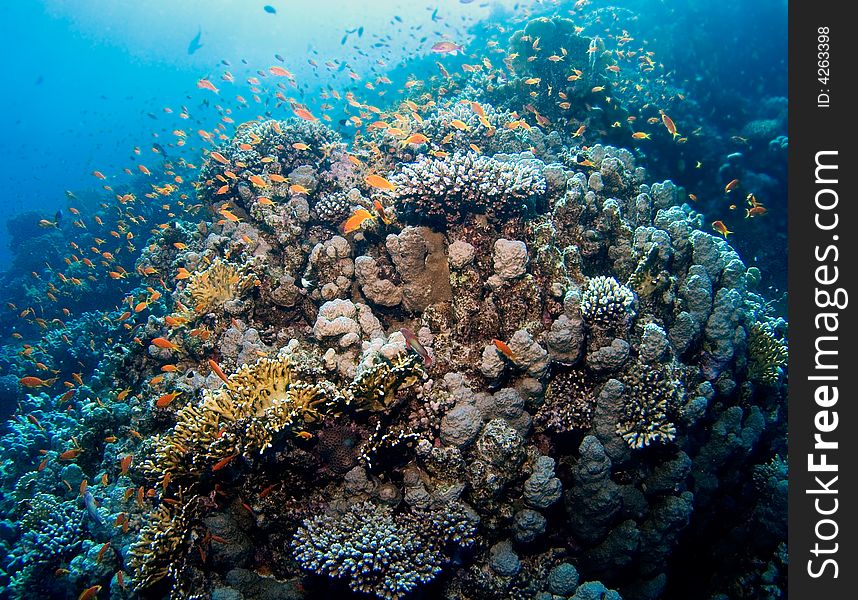 Colorful reef with hundreds of fishes