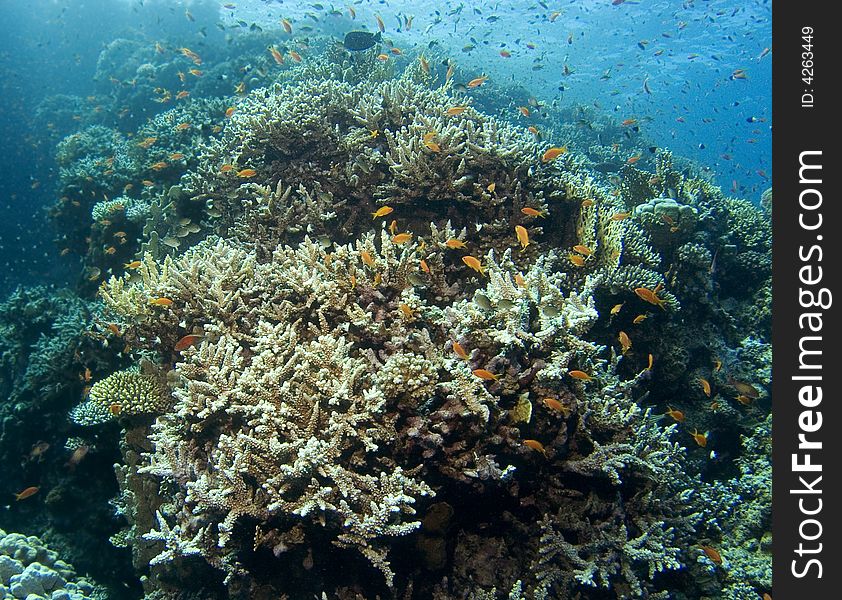 Reef With Colorful Fishes