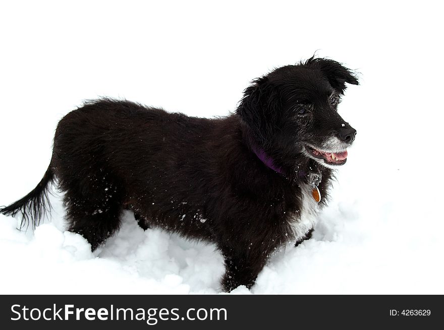 An improper-coated Portuguese Water Dog playing in the snow. An improper-coated Portuguese Water Dog playing in the snow