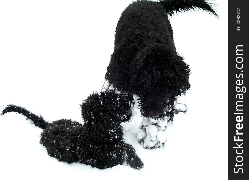 Three-month-old and ten-month-old Portuguese Water Dogs at play in the snow. Three-month-old and ten-month-old Portuguese Water Dogs at play in the snow.