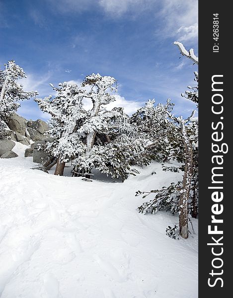 Trees under snow with blue sky at lake Tahoe. Trees under snow with blue sky at lake Tahoe