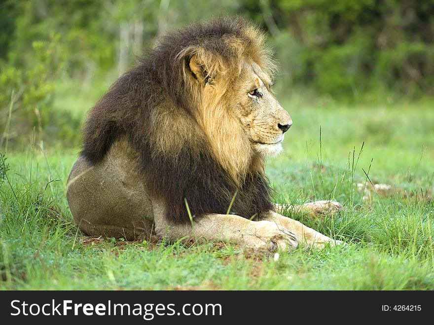 The Main Lion found at Addo Elephant National Park. The Main Lion found at Addo Elephant National Park