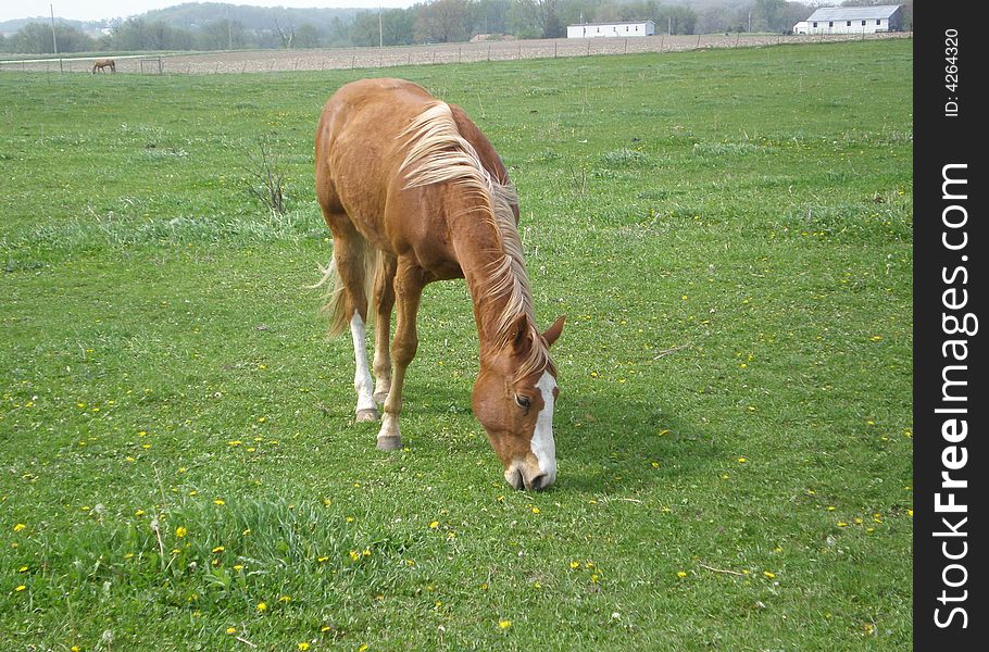 Bay horse eating grass