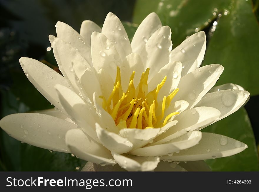 White water lily in nature