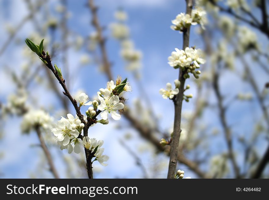 White peach flowers in nature. White peach flowers in nature
