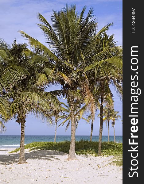 Coconut palms on tropical beach