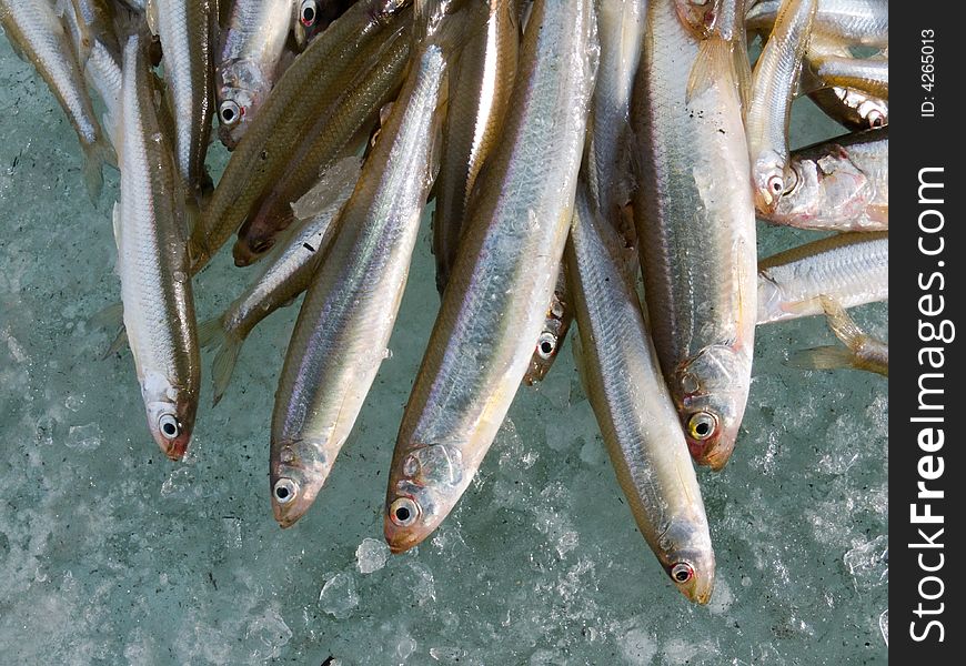 A winter fishing of a smelt. A close-up of a catch of fish on ice. Russian Far East, Primorye. A winter fishing of a smelt. A close-up of a catch of fish on ice. Russian Far East, Primorye.