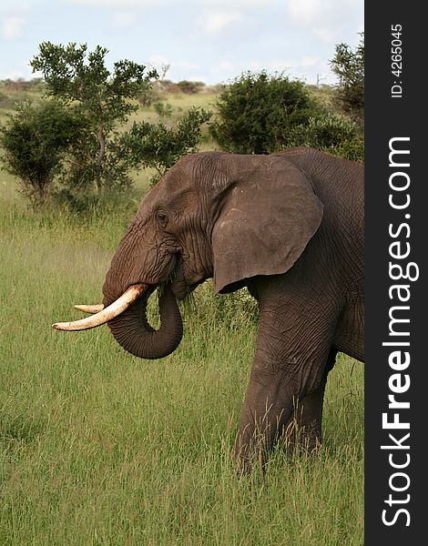 Bull Elephant Feeding in the early morning. Bull Elephant Feeding in the early morning