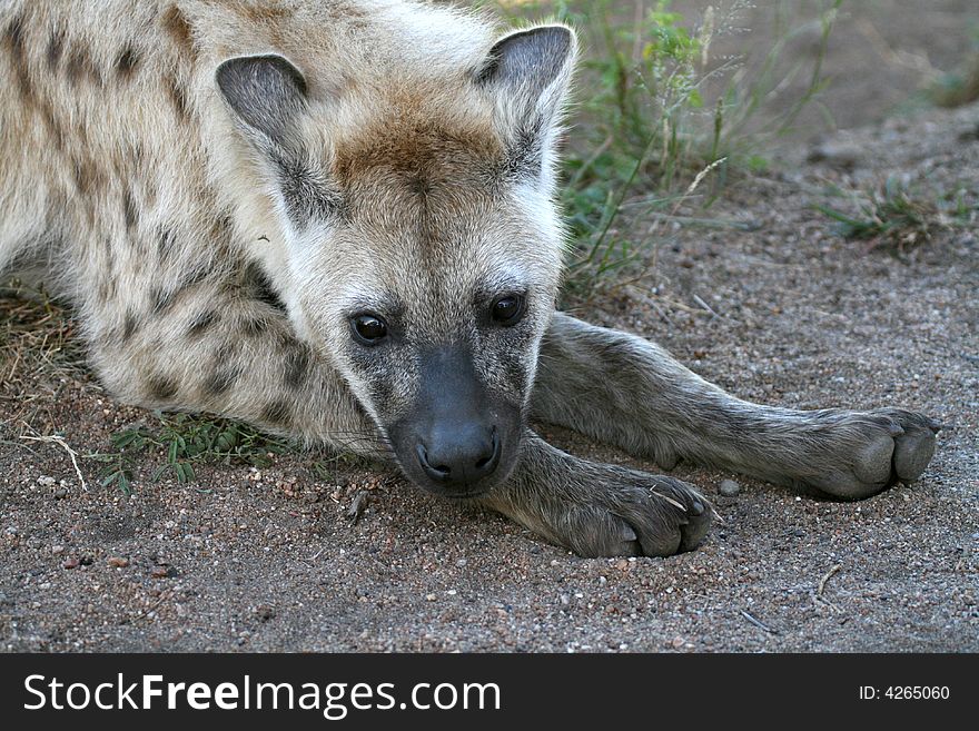 Lazy Hyena