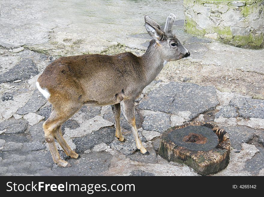 Close up of young deer in zoo