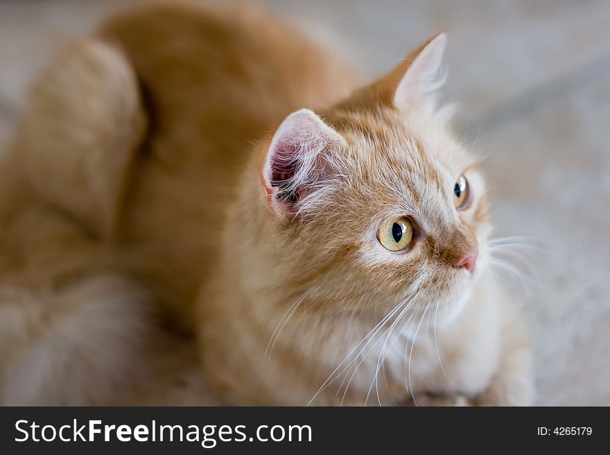 Rufous Cat Lying On Ceramic Tile