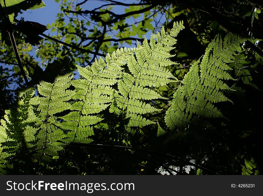 Sun shines through ferns leafs. Sun shines through ferns leafs