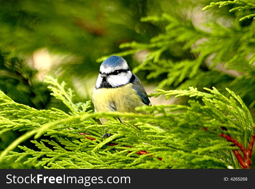 Blue Tit In Trees