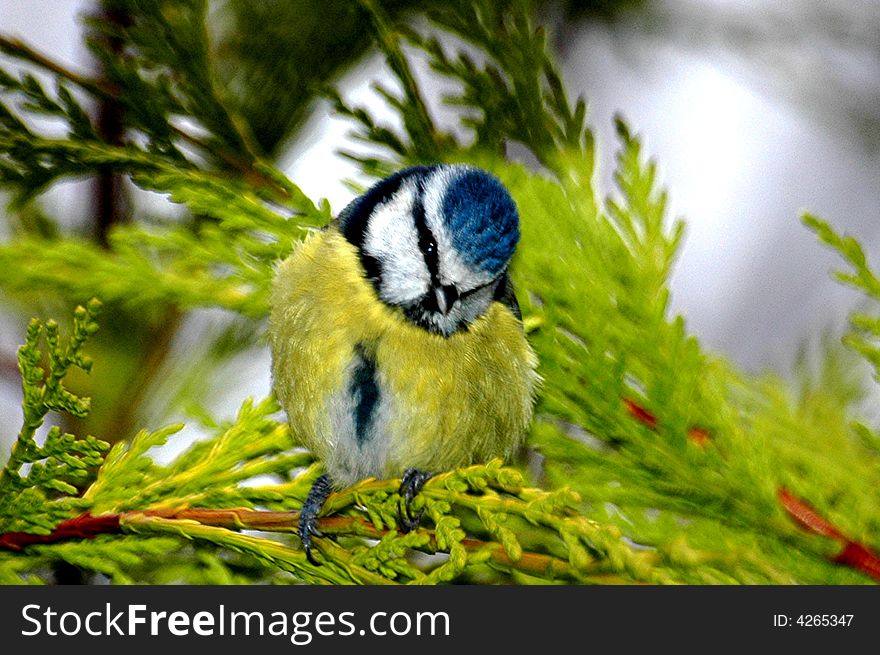 Blue tit perched in a tree. Blue tit perched in a tree