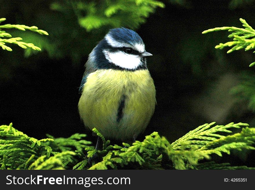 Blue tit in trees