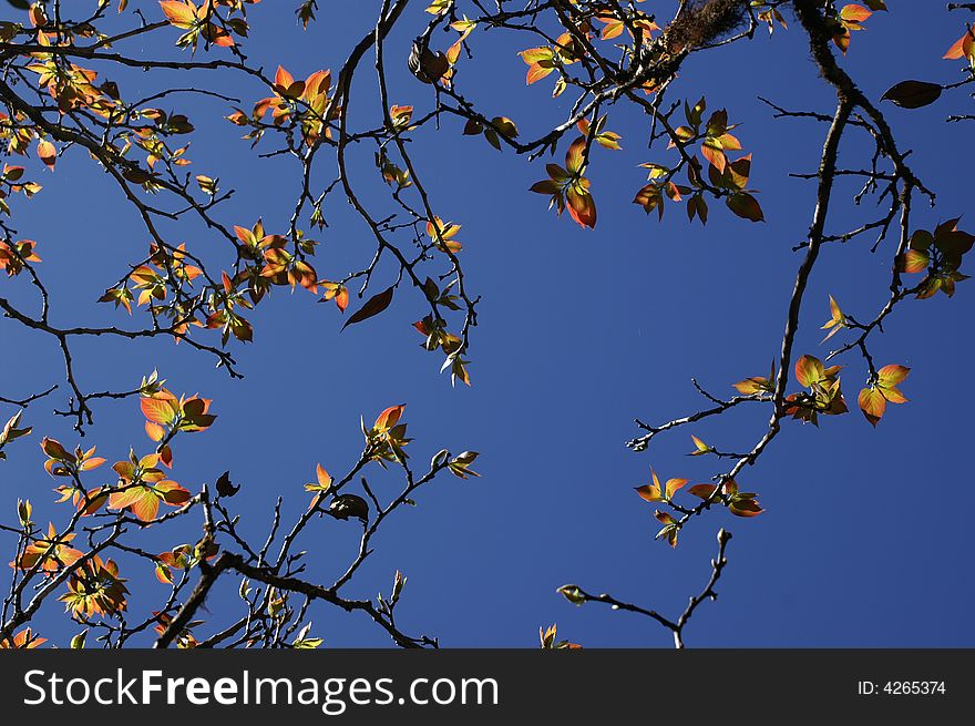 Young leafs in spring season