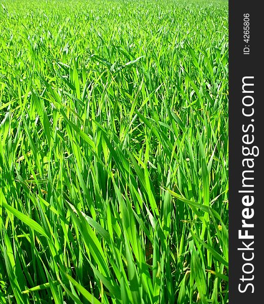 Field Of Green Wheat.