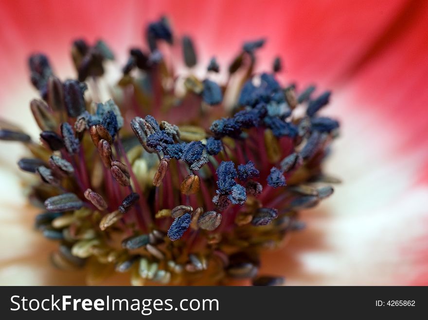Close-up/Macro of a red Anemone flower. Seen both in gardens, nature and as a bouquet these beautiful flowers are loved by many