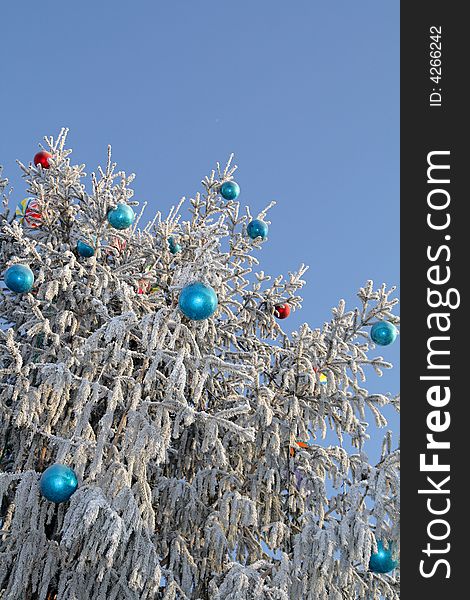 The Christmas tree in hoarfrost on the sky background