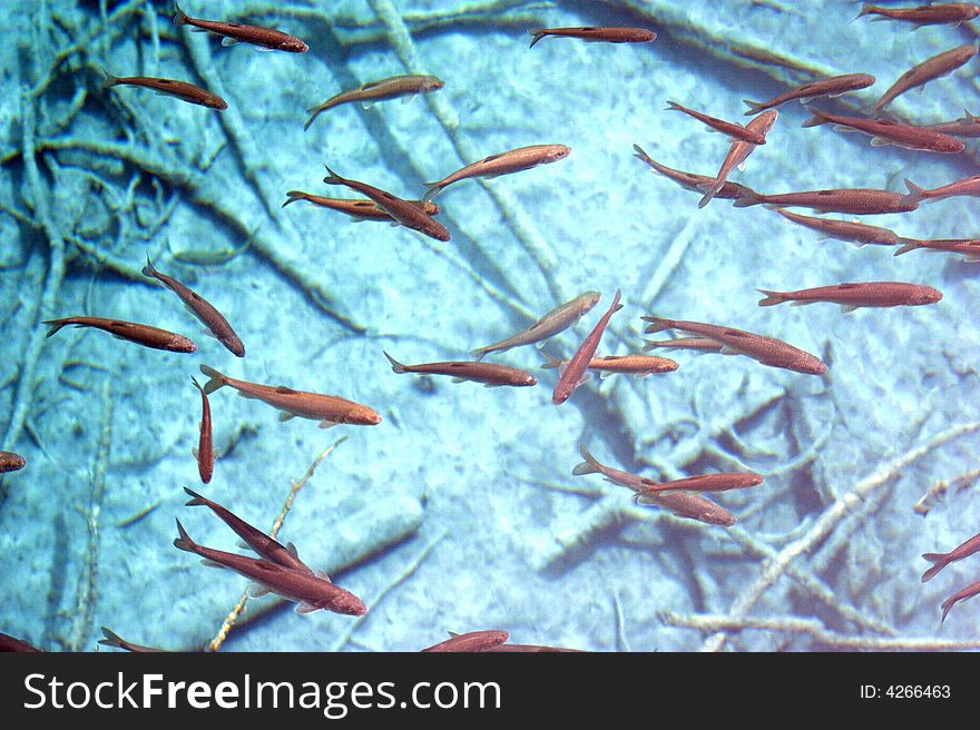 Shoal in low blue water of a samll lake in JiuZhai, SiChuan, China. Shoal in low blue water of a samll lake in JiuZhai, SiChuan, China