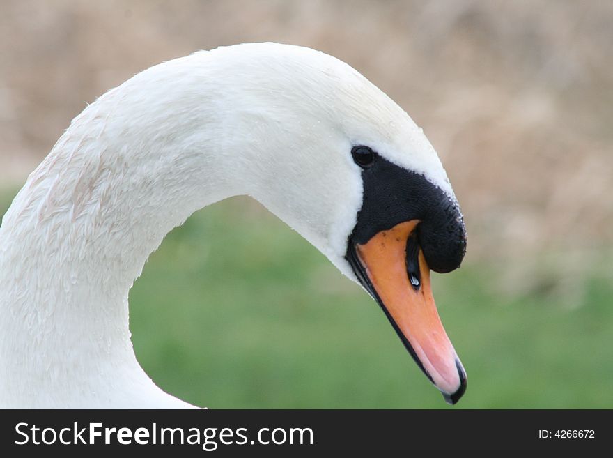 Elegant swan in close up