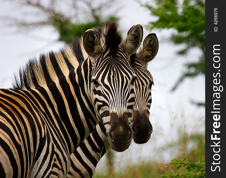 Two zebra brothers standing together looking at camera