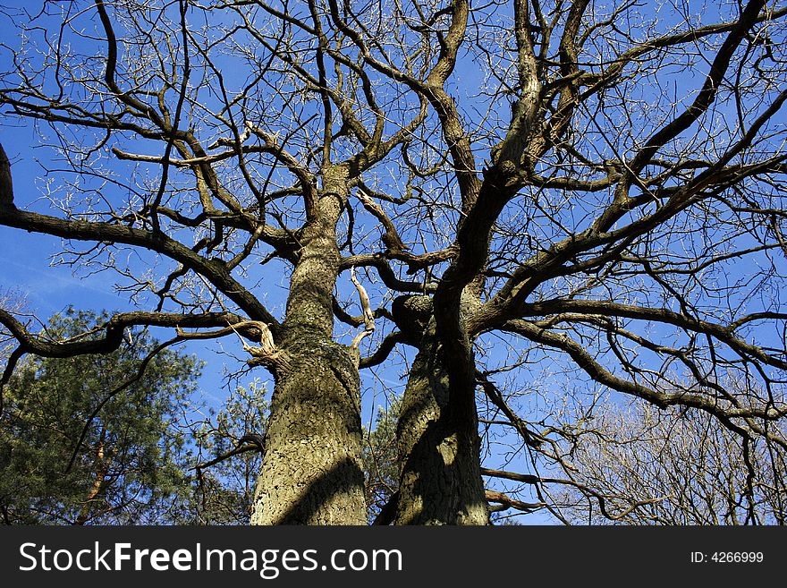 Wide angle shot of a tree