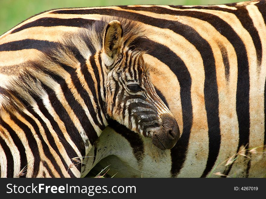 Baby zebra beeing protected by his mother