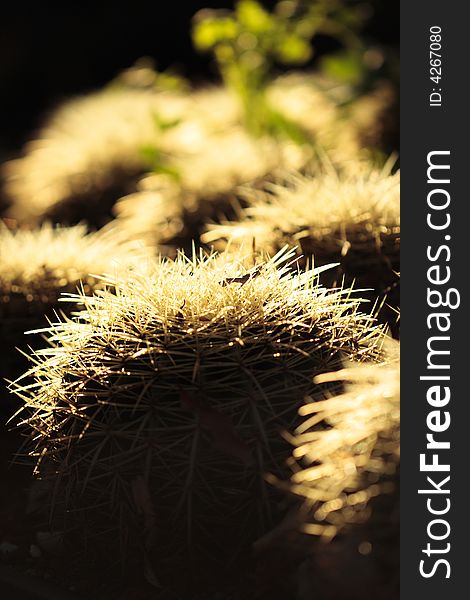 Cactus like plants, spikey and round shape. Captured at Royal Botanical Garden, Sydney Australia. Cactus like plants, spikey and round shape. Captured at Royal Botanical Garden, Sydney Australia