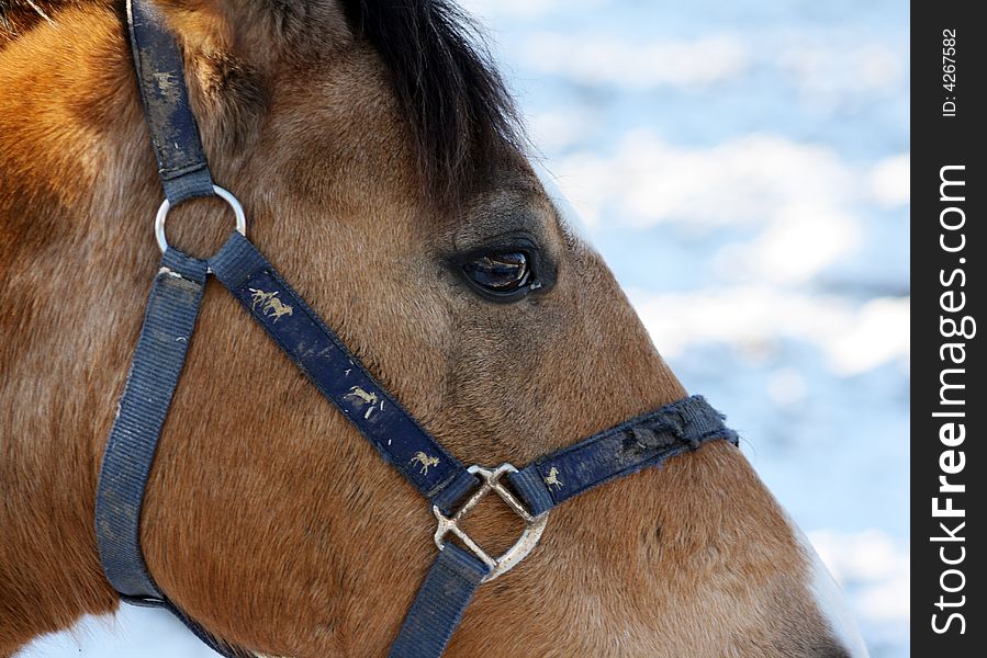 Beautiful horse in close up in the winter. Beautiful horse in close up in the winter.