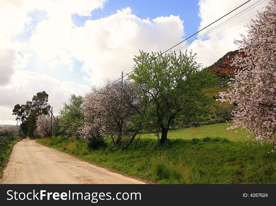 Blooming almonds tree and mount. Sicily. Spring season. Italy. Blooming almonds tree and mount. Sicily. Spring season. Italy
