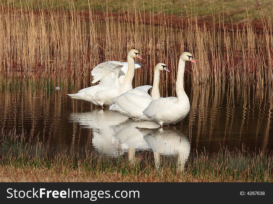 Three swans resting in a lake