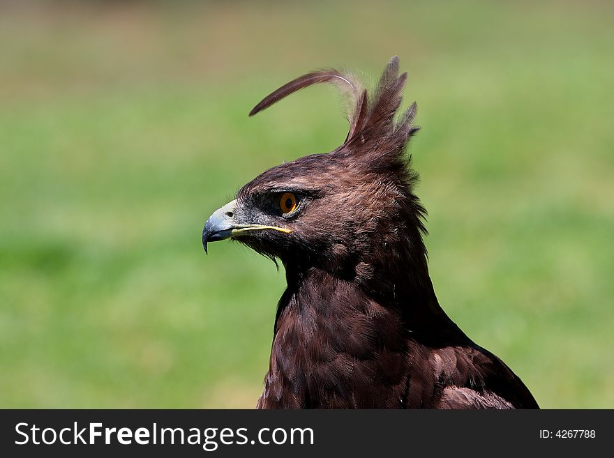 Eagle with feathers ruffled by the wind