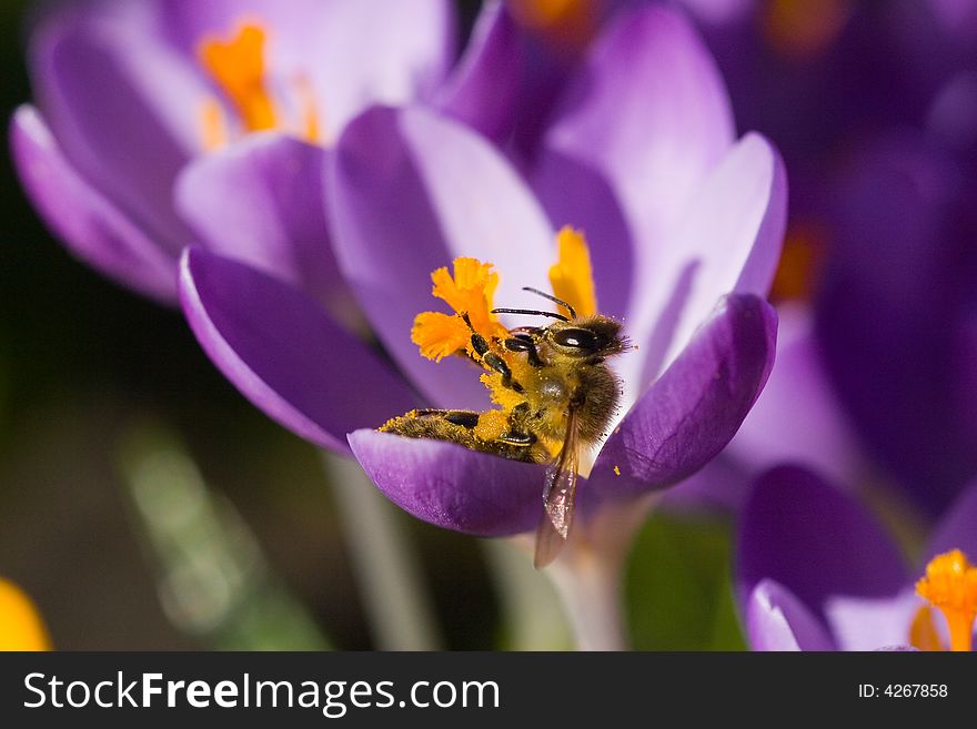 A bee harvesting pollen from a purple crocus . A bee harvesting pollen from a purple crocus .