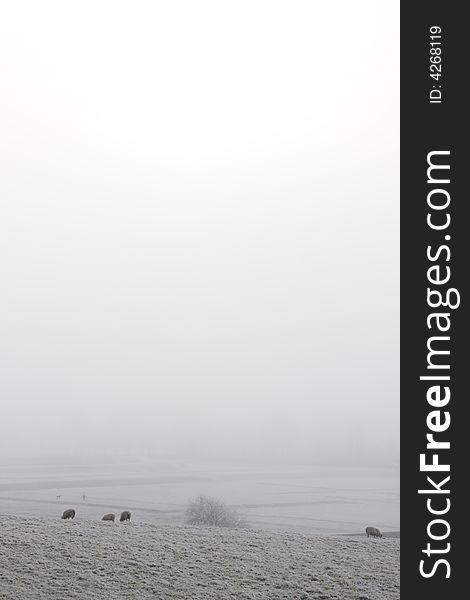Farm and sheep in Great Britain on a frosty winter day. Farm and sheep in Great Britain on a frosty winter day