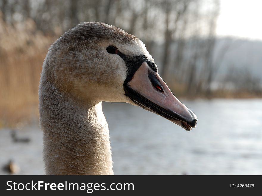 Head of young grey swan with background out of focus