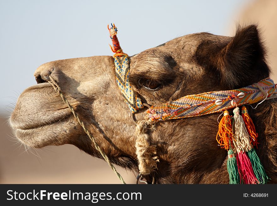 Portrait of bedouin's camel decorated by color stripes. Portrait of bedouin's camel decorated by color stripes