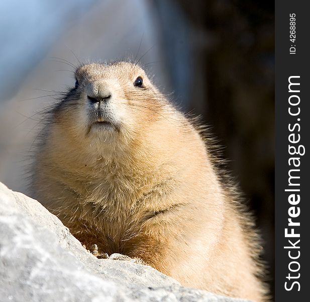 Prairie dog on the stone. Prairie dog on the stone