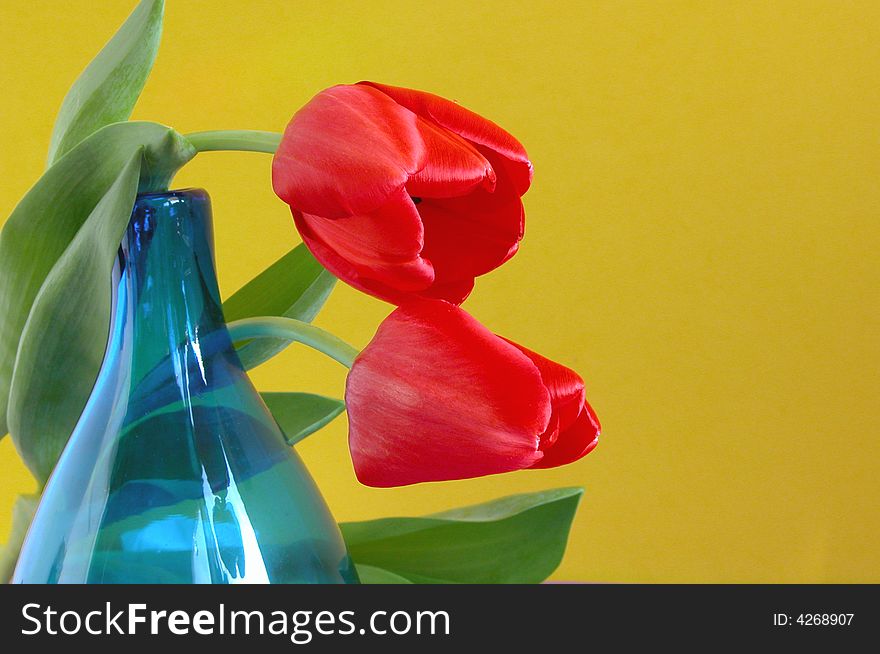 Still life with two beautiful red tulips and a blue glass vase. This floral photograph is different from many other because of the yellow background and color combination. Still life with two beautiful red tulips and a blue glass vase. This floral photograph is different from many other because of the yellow background and color combination.