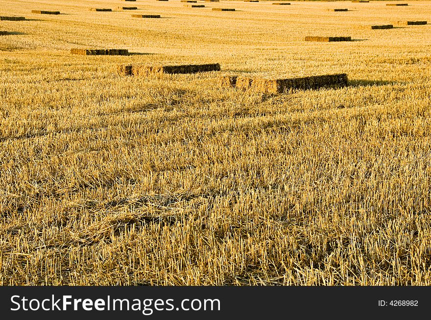 Straw stubble after the autumn/fall harvest. Straw stubble after the autumn/fall harvest