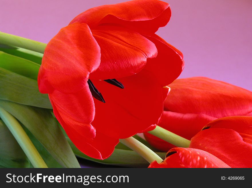 A bunch of beautiful red tulips contrasting on a pink background. One tulip is in full bloom and shows her full beauty. A bunch of beautiful red tulips contrasting on a pink background. One tulip is in full bloom and shows her full beauty.