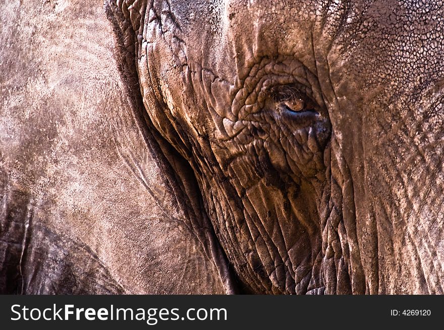 Close up abstract shot of leathery elephant skin showing the texture. Close up abstract shot of leathery elephant skin showing the texture