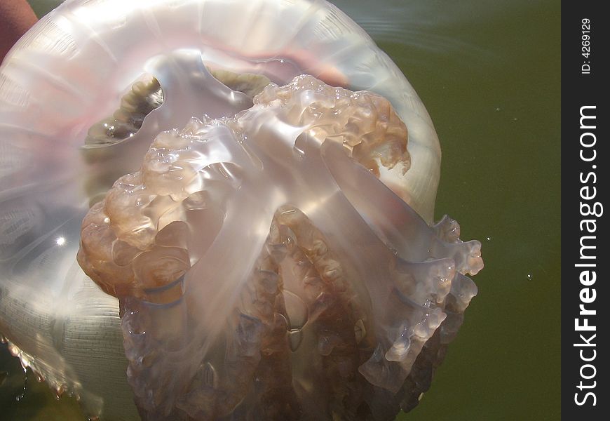 Pink jelly-fish on the hands