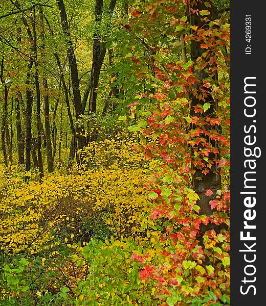 Vibrant colors on a rainy Autumn day brighten up this woods in Manalapan, New Jersey. Vibrant colors on a rainy Autumn day brighten up this woods in Manalapan, New Jersey.