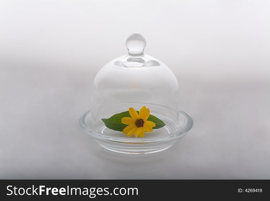 Flower and leaf protected by glass dome #1. Conceptual image of nature preserving