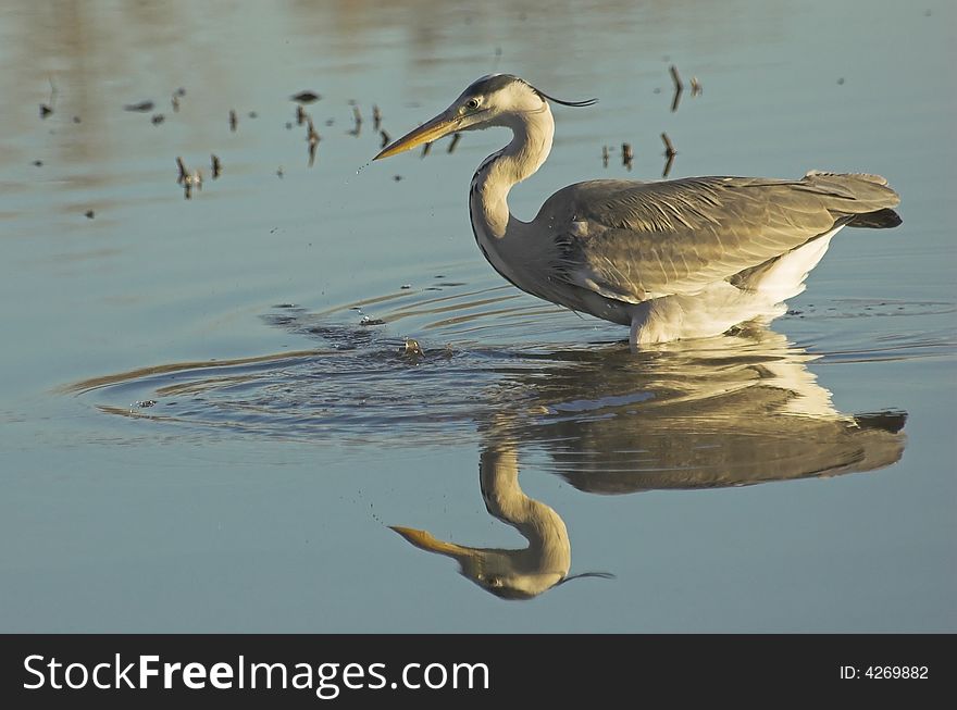 Grey heron hunting for fish in a Dutch water pool