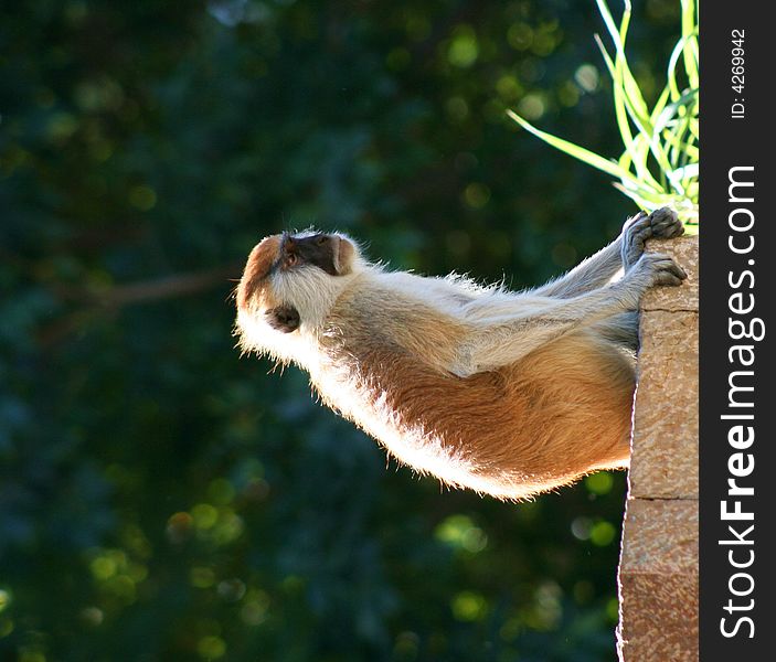 A black faced monkey looking off into the distance