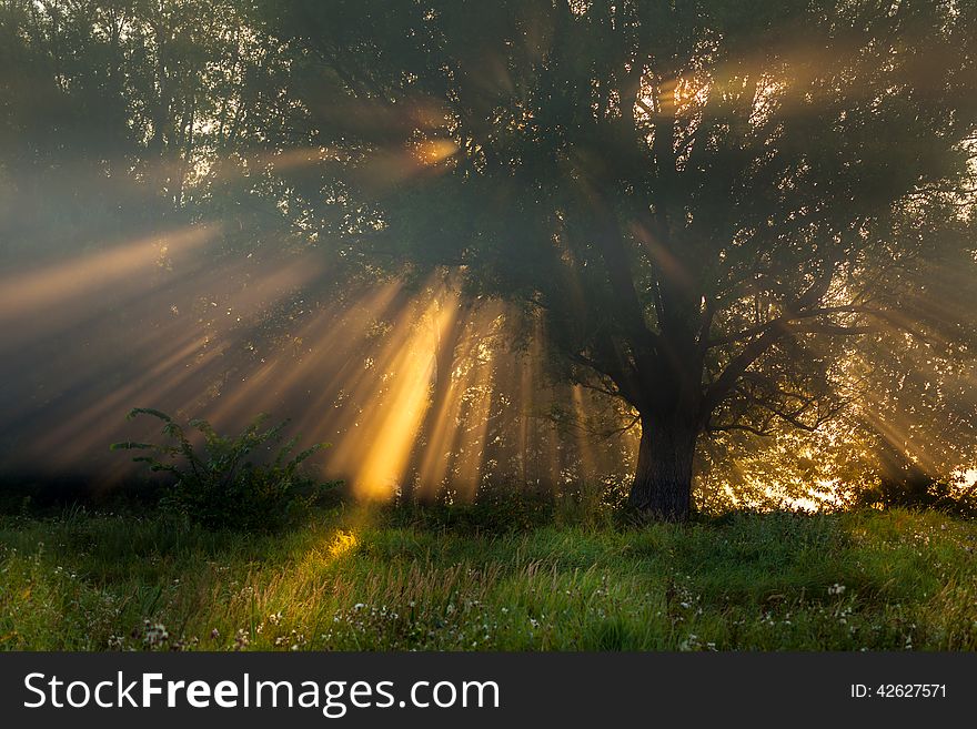 Sun Beams Thorough Trees And Greens