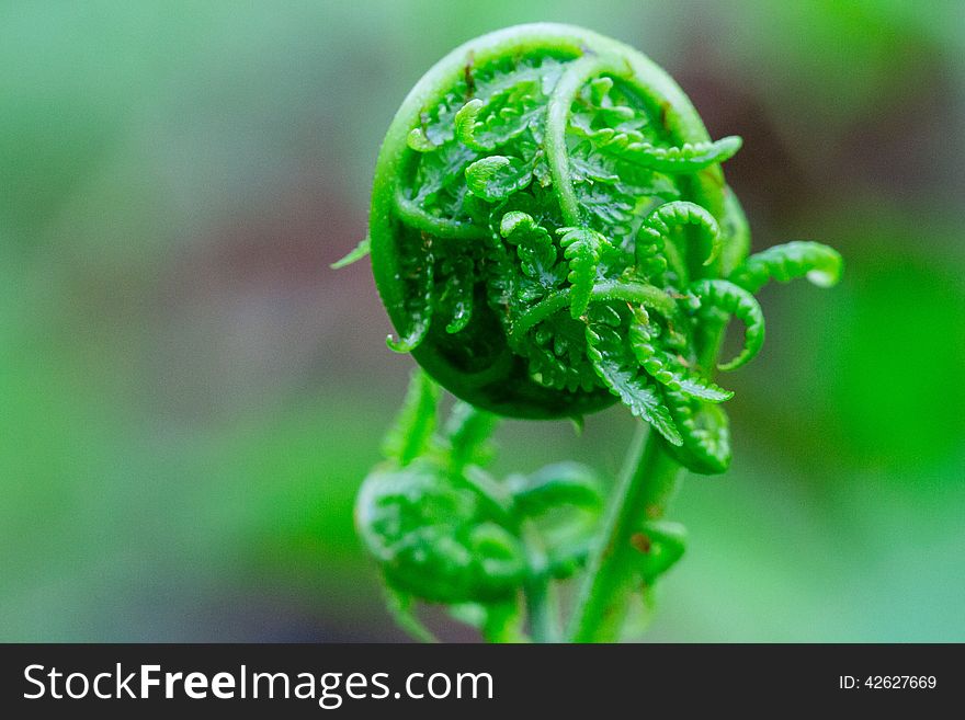 Fern growing in the great bear rainforest in northwestern British Columbia. Fern growing in the great bear rainforest in northwestern British Columbia