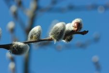 Pussy Willow Close-up Royalty Free Stock Photography